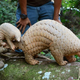 Illustration for article titled ZOMG, ITS A BABY.....PANGOLIN?